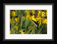 American Goldfinch On Gray-Headed Coneflowers, Marion, IL Fine Art Print