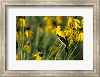 American Goldfinch On Gray-Headed Coneflowers, Marion, IL Fine Art Print