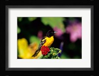 Baltimore Oriole On Lantana, Marion, IL Fine Art Print