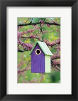 Bird House In Eastern Redbud, Marion, IL Fine Art Print