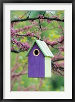Bird House In Eastern Redbud, Marion, IL Fine Art Print