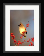 Cedar Waxwing In Common Winterberry, Marion, IL Fine Art Print