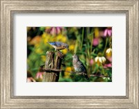 Eastern Bluebird Feeding Fledgling On Fence Fine Art Print