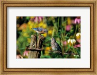 Eastern Bluebird Feeding Fledgling On Fence Fine Art Print