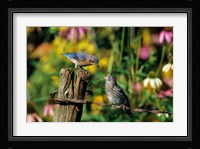 Eastern Bluebird Feeding Fledgling On Fence Fine Art Print