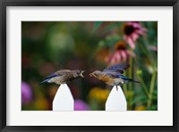 Eastern Bluebird Feeding Fledgling  A Worm, Marion, IL Fine Art Print