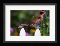 Eastern Bluebird Feeding Fledgling  A Worm, Marion, IL Fine Art Print