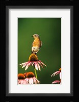 Eastern Bluebird On Purple Coneflowers, Marion, IL Fine Art Print