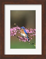 Eastern Bluebird In Redbud Tree, Marion, IL Fine Art Print