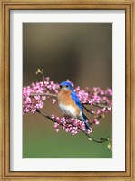 Eastern Bluebird In Redbud Tree, Marion, IL Fine Art Print