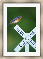 Eastern Bluebird On Crossing Sign, Marion, IL Fine Art Print
