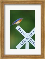 Eastern Bluebird On Crossing Sign, Marion, IL Fine Art Print
