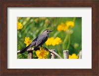 Gray Catbird On A Wooden Fence, Marion, IL Fine Art Print