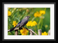 Gray Catbird On A Wooden Fence, Marion, IL Fine Art Print