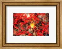 Northern Cardinal In Common Winterberry Marion, IL Fine Art Print