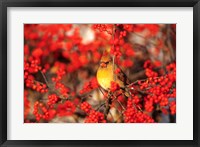 Northern Cardinal In Common Winterberry Marion, IL Fine Art Print