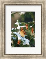 Northern Cardinal In A Spruce Tree In Winter, Marion, IL Fine Art Print
