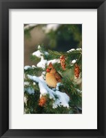 Northern Cardinal In A Spruce Tree In Winter, Marion, IL Fine Art Print