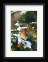 Northern Cardinal In A Spruce Tree In Winter, Marion, IL Fine Art Print