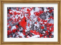 Northern Cardinal In The Winter, Marion, IL Fine Art Print