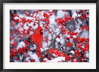 Northern Cardinal In The Winter, Marion, IL Fine Art Print