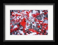 Northern Cardinal In The Winter, Marion, IL Fine Art Print