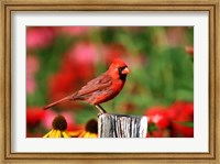 Northern Cardinal On A Fence Post, Marion, IL Fine Art Print