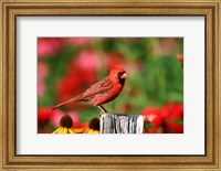 Northern Cardinal On A Fence Post, Marion, IL Fine Art Print