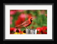 Northern Cardinal On A Fence Post, Marion, IL Fine Art Print