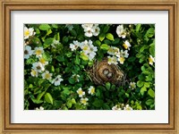 Song Sparrow Nest With Eggs, IL Fine Art Print