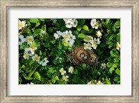 Song Sparrow Nest With Eggs, IL Fine Art Print