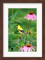 American Goldfinch On Purple Coneflower, Illinois Fine Art Print