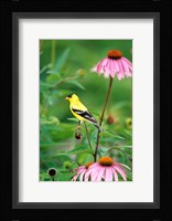 American Goldfinch On Purple Coneflower, Illinois Fine Art Print
