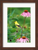 American Goldfinch On Purple Coneflower, Illinois Fine Art Print