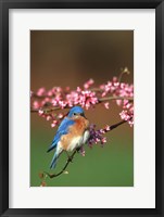 Eastern Bluebird N Redbud Tree In Spring, Illinois Fine Art Print
