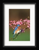 Eastern Bluebird N Redbud Tree In Spring, Illinois Fine Art Print