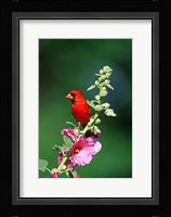 Northern Cardinal On Hollyhock, Illinois Fine Art Print