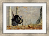 Eastern Wild Turkey Strutting, Illinois Fine Art Print