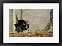 Eastern Wild Turkey Strutting, Illinois Fine Art Print