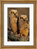 Great Horned Owls, Illinois Fine Art Print
