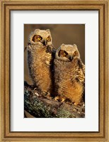 Great Horned Owls, Illinois Fine Art Print