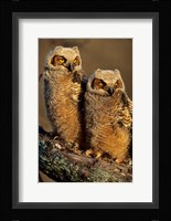 Great Horned Owls, Illinois Fine Art Print