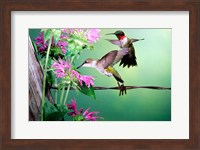 Ruby-Throated Hummingbirds At Bee Balm Fine Art Print