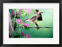 Ruby-Throated Hummingbirds At Bee Balm Fine Art Print