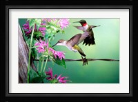 Ruby-Throated Hummingbirds At Bee Balm Fine Art Print