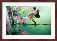 Ruby-Throated Hummingbirds At Bee Balm Fine Art Print