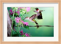 Ruby-Throated Hummingbirds At Bee Balm Fine Art Print