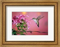 Ruby-Throated Hummingbird Near Garden Phlox Fine Art Print