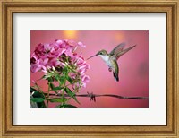 Ruby-Throated Hummingbird Near Garden Phlox Fine Art Print