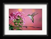 Ruby-Throated Hummingbird Near Garden Phlox Fine Art Print
